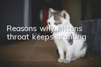 Reasons why kitten’s throat keeps grunting