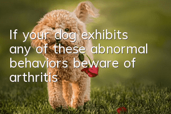 If your dog exhibits any of these abnormal behaviors, beware of arthritis!