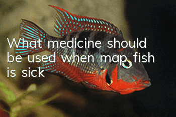 What medicine should be used when map fish is sick?