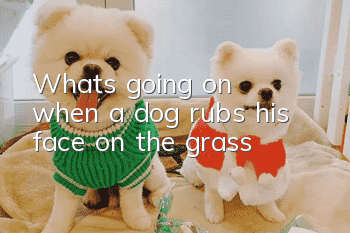 What's going on when a dog rubs his face on the grass?