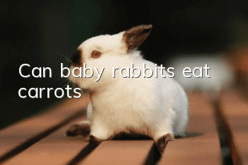 Can baby rabbits eat carrots?