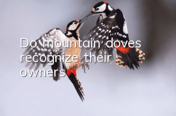 Do mountain doves recognize their owners?