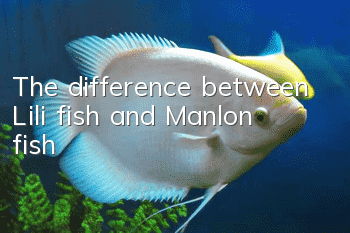 The difference between Lili fish and Manlon fish