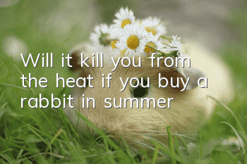 Will it kill you from the heat if you buy a rabbit in summer?