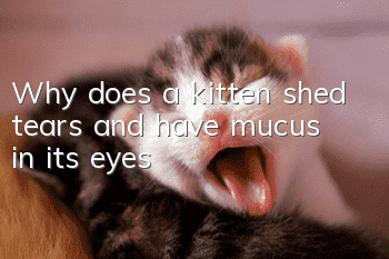 Why does a kitten shed tears and have mucus in its eyes?