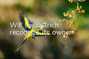 Will the ostrich recognize its owner?