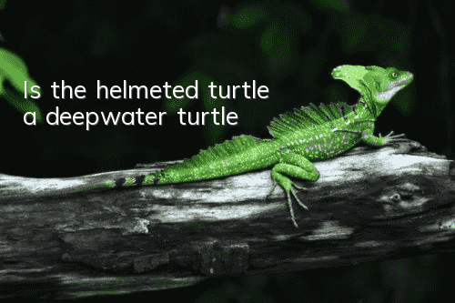 Is the helmeted turtle a deepwater turtle?