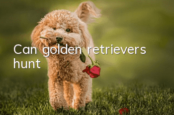 Can golden retrievers hunt?