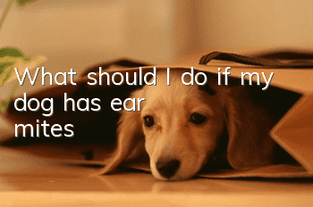 What should I do if my dog ​​has ear mites?