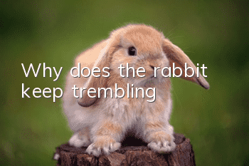 Why does the rabbit keep trembling?