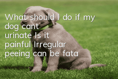 What should I do if my dog ​​can’t urinate? Is it painful? Irregular peeing can be fatal?