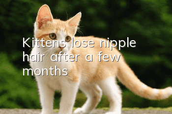 Kittens lose nipple hair after a few months