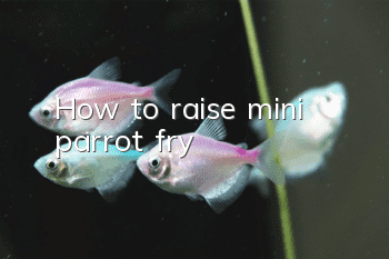 How to raise mini parrot fry