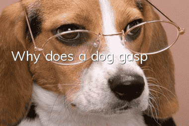 Why does a dog gasp?