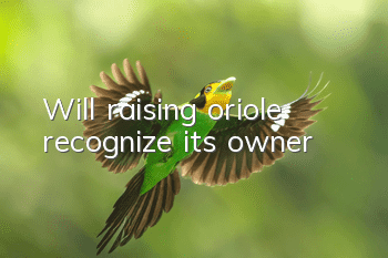 Will raising oriole recognize its owner?