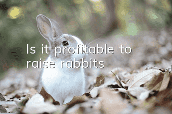 Is it profitable to raise rabbits?