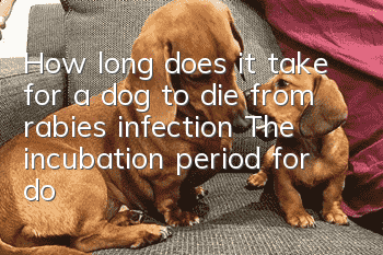 How long does it take for a dog to die from rabies infection? The incubation period for dogs infected with rabies!