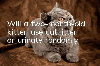 Will a two-month-old kitten use cat litter or urinate randomly?