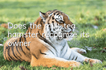 Does the milk tea hamster recognize its owner?