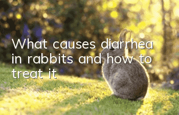 What causes diarrhea in rabbits and how to treat it