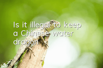 Is it illegal to keep a Chinese water dragon?