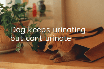 Dog keeps urinating but can’t urinate