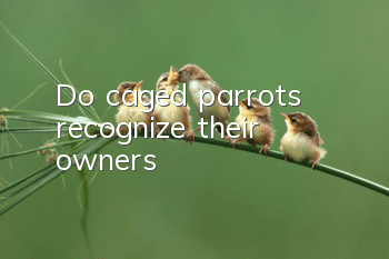 Do caged parrots recognize their owners?