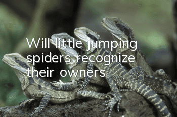 Will little jumping spiders recognize their owners?