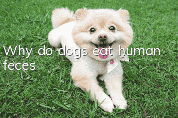 Why do dogs eat human feces?