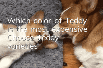 Which color of Teddy is the most expensive? Choose Teddy varieties!