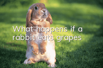 What happens if a rabbit eats grapes?