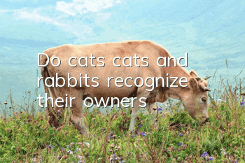 Do cats, cats and rabbits recognize their owners?