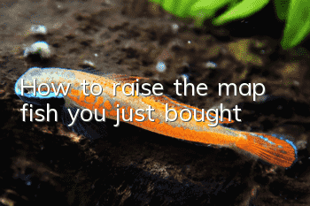 How to raise the map fish you just bought?