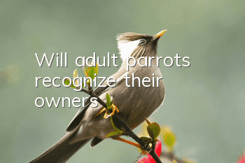 Will adult parrots recognize their owners?