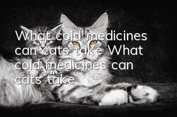 What cold medicines can cats take? What cold medicines can cats take?