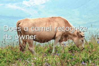 Does a camel recognize its owner?