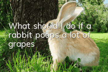 What should I do if a rabbit poops a lot of grapes?