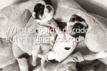 What should Labrador eat? Feeding Labrador!