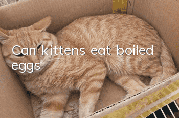 Can kittens eat boiled eggs?