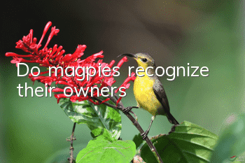 Do magpies recognize their owners?