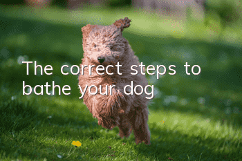 The correct steps to bathe your dog