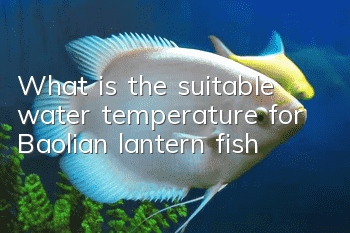 What is the suitable water temperature for Baolian lantern fish?