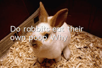 Do rabbits eat their own poop? Why?