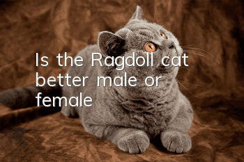 Is the Ragdoll cat better, male or female?