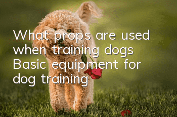 What props are used when training dogs? Basic equipment for dog training!