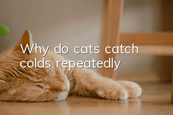 Why do cats catch colds repeatedly?