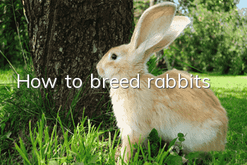 How to breed rabbits