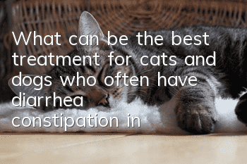 What can be the best treatment for cats and dogs who often have diarrhea, constipation, indigestion, bad stool and bad breath?