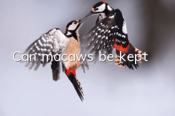 Can macaws be kept?