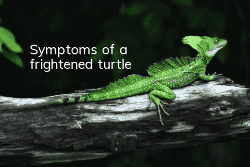 Symptoms of a frightened turtle